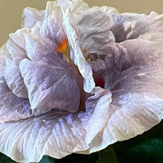 Hibiscus Double Luna Seeds