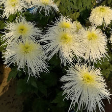 China Aster Seeds Yellow Dense Flower