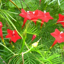 Red Morning Glory Seeds