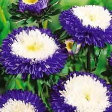 China Aster Seeds - Filament Mix