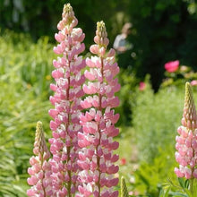 Lupine Seeds - Pink