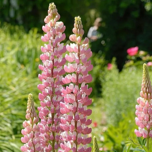 Lupine Seeds - Pink