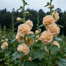 Hollyhock Apricot Seeds
