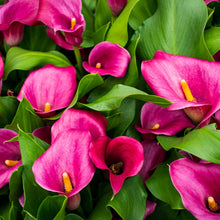 Calla Lily Seeds