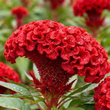 Red Celosia Seeds