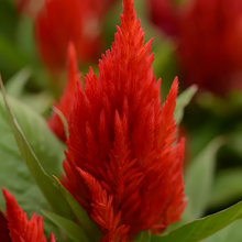 Scarlet Celosia Seeds