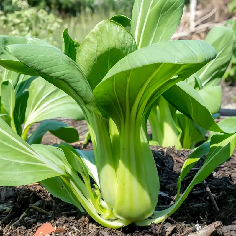Brassica CampestrisL.Ssp.Chinensis Makino - Larger Packet High Germination 5000-25000 Onsaleseeds