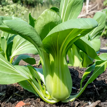 Bok Choy Chinese Cabbage Seeds