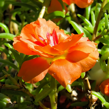 Moss Rose Seeds - Orange Red