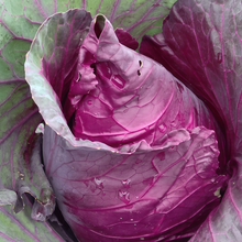 Brassica - Purple