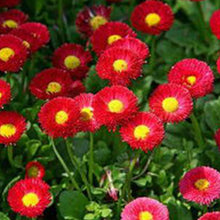China Aster Seeds - Red