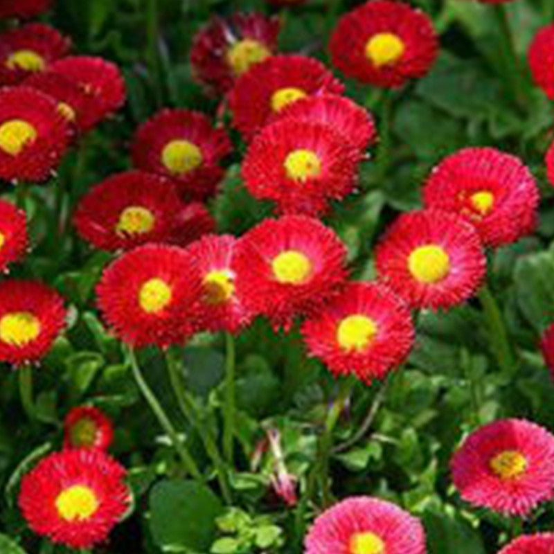 China Aster Seeds - Red Color Larger Packet High Germination 1500-7500 Onsaleseeds