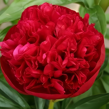 Moss Rose Seeds - Scarlet