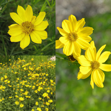 Ursinia Seeds - Yellow