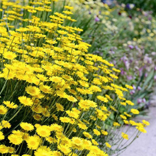 Golden Marguerite Seeds