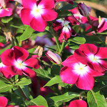 Vinca Seeds - Mix