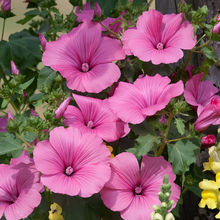 Rose Mallow Seeds - Light Rose