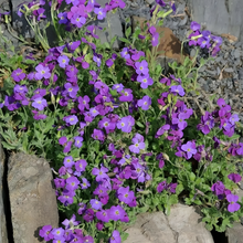 Cerastium Seeds - Purple