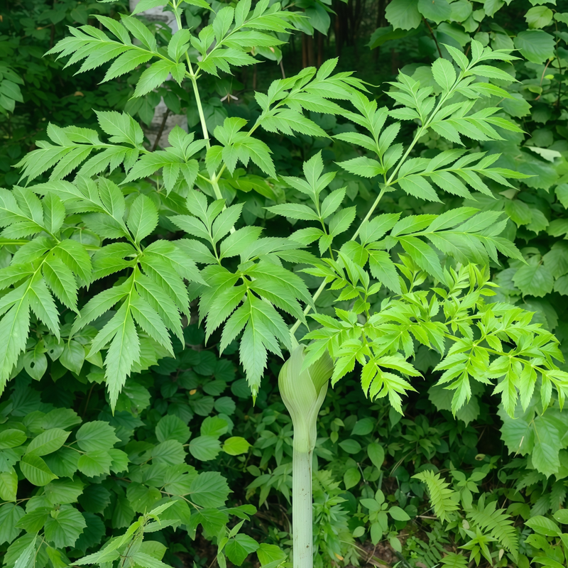 Angelica Dahurica Seeds - Larger Packet High Germination 1000-5000 Onsaleseeds