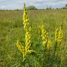 Linaria Seeds - Yellow
