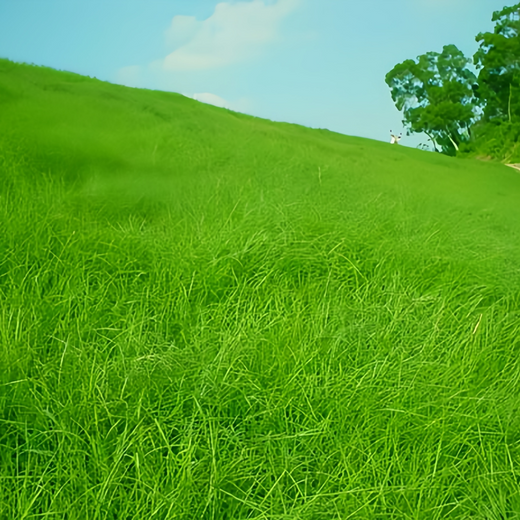 Bahia Grass Seeds