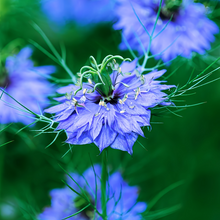 Light Purple Love in Seeds