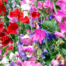 Sweet Pea Seeds Diana Mix