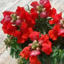 Snapdragon Seeds - Red