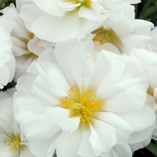 Moss Rose Seeds - White