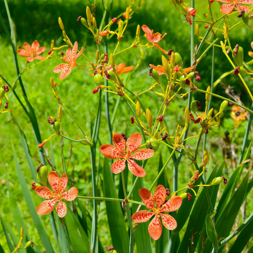 Blackberry Lily Seeds - Tangerine Orange