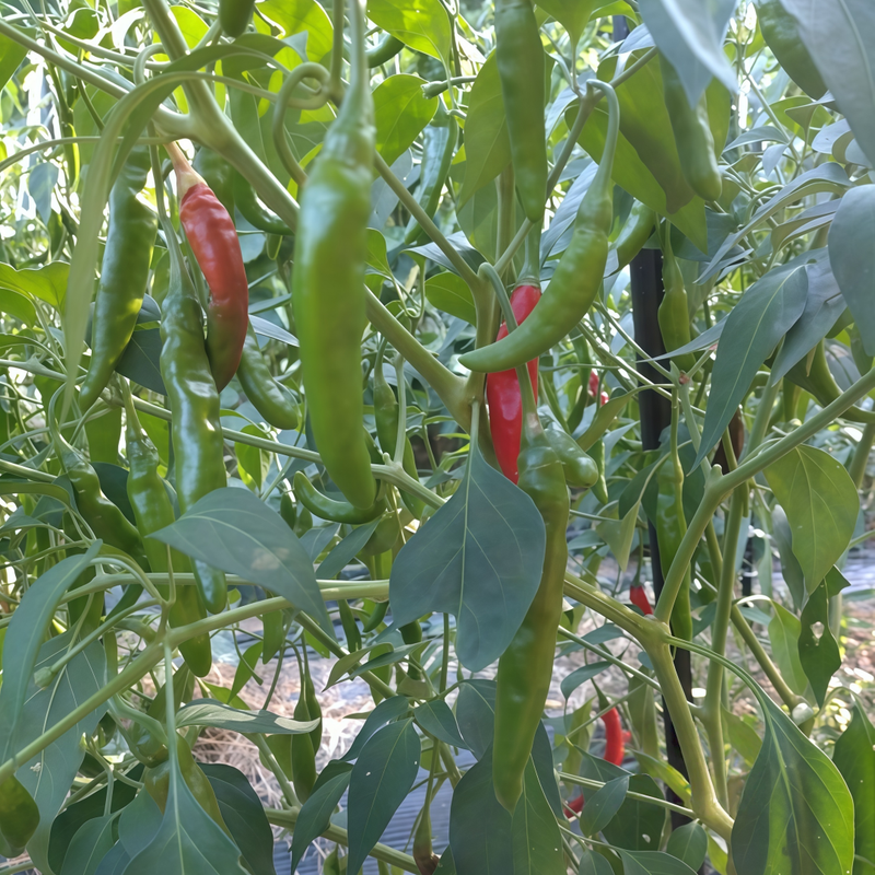 Capsicum Annuum Var. - Conoides Red Larger Packet High Germination 600-3000 Onsaleseeds