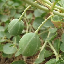 Caper Bush Seeds - White