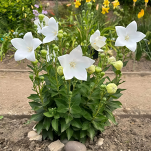 Balloon Flower Seeds - White
