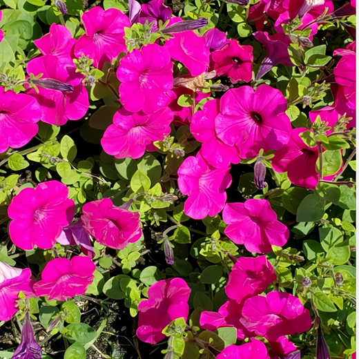 Rose Red Petunia Seeds