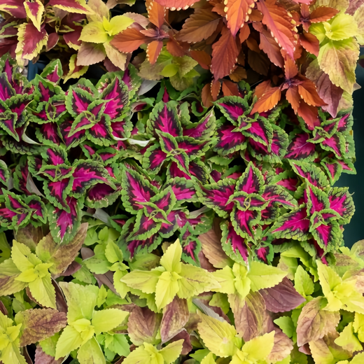 Coleus Seeds - Rainbow Mix