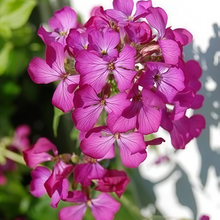 Pelargonium Seeds - Violet Orange Core