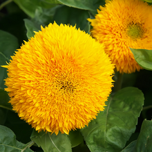 Strawflower Seeds - Yellow