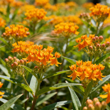 Orange Butterfly Milkweed Seeds