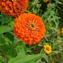 Tangerine Orange Zinnia Seeds