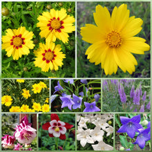 Cold Resistant Tall Wildflower Mix