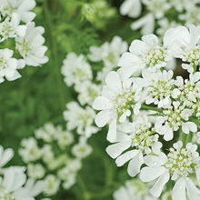 Orlaya Seeds - White