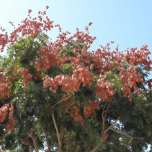 Golden Rain Tree Seeds