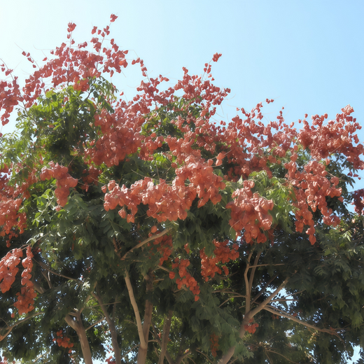Golden Rain Tree Seeds