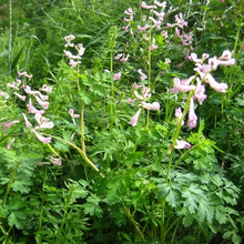 Corydalis Seeds