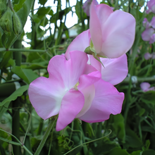 Pink Sweet Pea Seeds