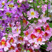Schizanthus Pinnatus Mix Seeds