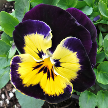 Pansy Seeds - Brown Edge Yellow Center