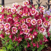 Mix Columbine Seeds