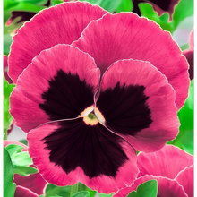 Pansy Seeds - Wine Red With Spots