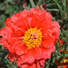 Moss Rose Seeds - Dark Red